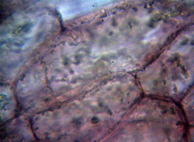 Mycena dal lungo gambo con micro delle spore